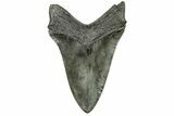 Fossil Megalodon Tooth - Sharply Serrated Lower #265030-2